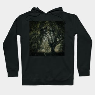 'Veneration', a notable beech tree, Highland Perthshire. Hoodie